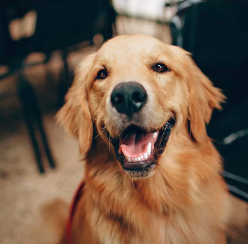 MASCOTAS: COMPAÑEROS DE VIDA